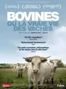 Bovines