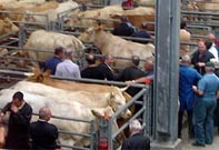 Inscriptions au Concours d'Animaux de Boucherie de Haute Qualit