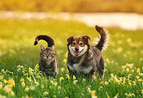 Chats et chiens en divagation : les obligations des propriétaires