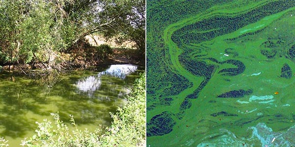 Cyanobactéries : suivi de la qualité des plans d'eau